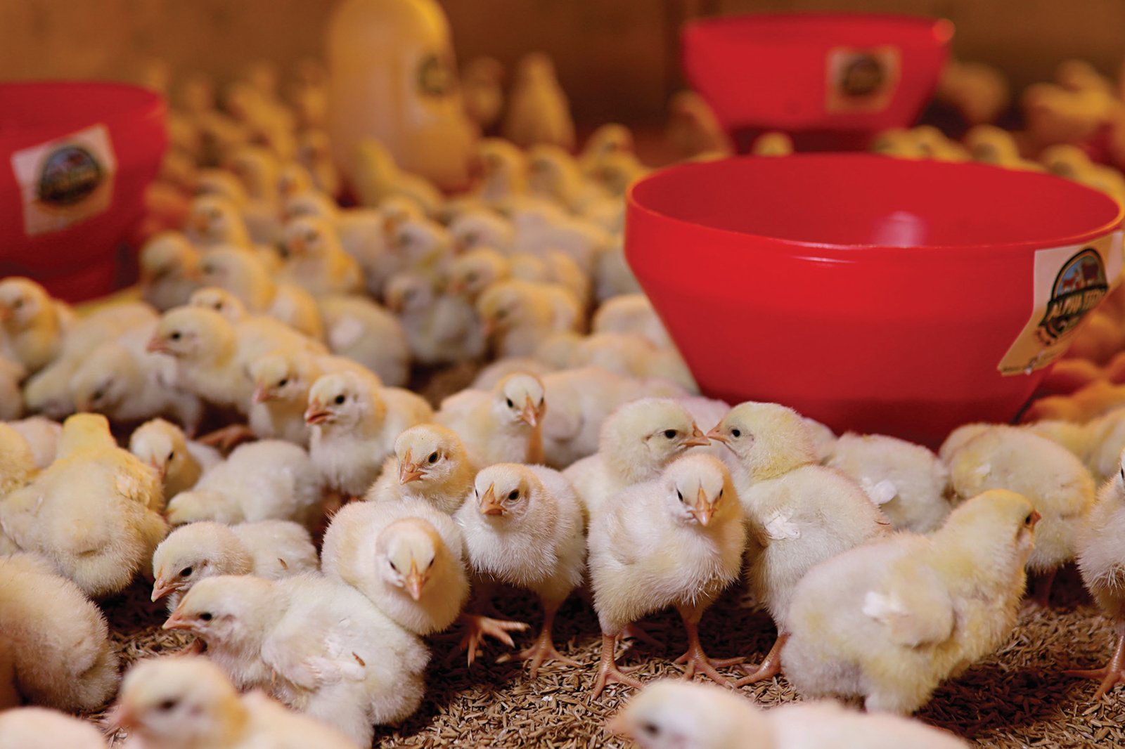Chicks at a customer farm