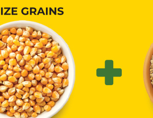 Maize grains